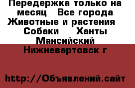 Передержка только на месяц - Все города Животные и растения » Собаки   . Ханты-Мансийский,Нижневартовск г.